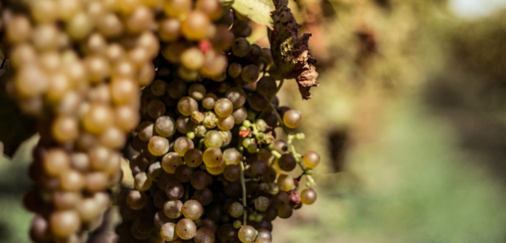 Philip Carter Winery Hume Fauquier northern Virginia wine vineyard